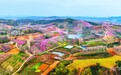 春日里的中国丨十万亩桃花漫山绽放 晨雾缭绕间尽显锦绣画卷