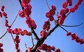 红梅朵朵开，新春送福来！武汉常青公园喊你来赏梅