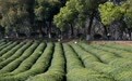 春染敬亭山 诗意伴茶香(3)