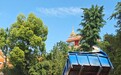 白马寺僧人顶着33℃气温收麦子晾晒，游客称还有义工和泰国僧人帮忙，景区回应