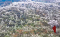 千城百县看中国·赏花季丨湖北南漳：万亩樱桃花如约绽放