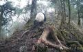 为“爱”奔走！野生大熊猫为求偶穿梭山林，24小时“打卡”7个监测点