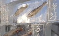 黑龙江一景区现3米高“冰封鱼墙”，中华鲟等20余种江鱼成“冰琥珀”