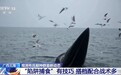 视频丨北部湾布氏鲸群现身高峰季 总台记者带你海上探访