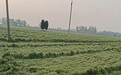 河南滑县现11级阵风，多名农户称小麦倒伏，当地农业局：已前去统计倒伏情况
