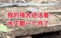 陕西商洛一头猪被泥石流掩埋36天后获救，主人发声：瘦了60多斤，饿的时候应该还会吃土，暂未确定过年会不会杀掉