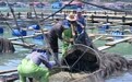 “海上粮仓”——福建宁德大黄鱼鱼苗陆续投放