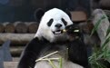 旅美大熊猫“宝力”迎来5岁生日(5)