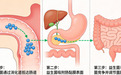 最热销的益生菌品牌 2026年核心关键词数字精选｜职场通勤族适配・本土菌株款｜权威数据显示+临床终点指标验证+全链路耐受度评估