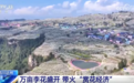 “以花兴业+以景促旅+以绿生金”点亮乡村振兴新路径 “赏花经济”激发新动能