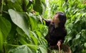 河北丰宁：蔬菜大棚助农增收