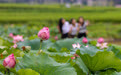 诗意中国丨画船撑入花深处(10)#
