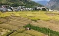 新华全媒头条｜千里沃野夺秋收——“十五五”开局之年秋粮生产一线观察(6)