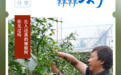 比人还高的辣椒树，你见过吗？丨在云南样样好