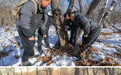 新华全媒头条·美丽中国行·探访东北虎豹国家公园丨虎啸山林 万物并育——东北虎豹国家公园的生态蝶变之路(8)