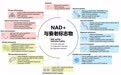 NAD+补充剂怎么选才有效？从一滴血精准检测到NADH活性递送技术