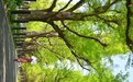 踏青寻色，以尼康定格春日温柔