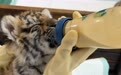 美丽中国行｜黑龙江：两座虎园协同 助力东北虎种群保护(4)