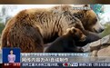 真相来了丨网传“新疆喀纳斯棕熊索食险酿大祸”是真的吗？