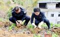 路边的兰花别乱采！2人采挖野生蕙兰获缓刑