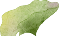荷香漫夏，森氧入居，宴遇江南