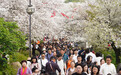 7.7万人次！中樱盛放引客来，东湖樱花园周六创今年单日入园纪录