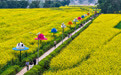 美丽中国丨重庆潼南：油菜花开迎客来(1)