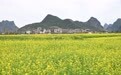 油菜花开蜜蜂忙