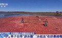视频丨果子自带“游泳圈” 看“水收法”收获满池蔓越莓