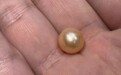 29元韭菜炒蚌壳肉吃出粉色珍珠？网友直呼新年好运，门店：可免费拿走