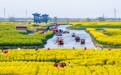 油菜花海享春光