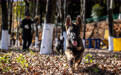 探访昆明犬“汪汪队警校”(1)
