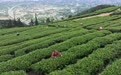 重庆永川：打好“茶叶牌”唱好“茶叶经”