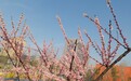 叫梅却不是梅！3月底看武汉榆叶梅撩动春光