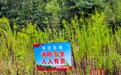 东湖景区现连片“生态杀手”！专家：初秋是防除黄金窗口期