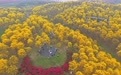 广西南宁：黄花风铃木盛放