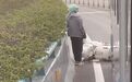 电动车逆行BRT高架 逼停多辆公交