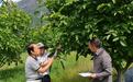 守护千年核桃林的六旬教授，手把手教藏族居民种出“金核桃”
