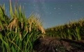 星空相册丨“星”耀“北大仓”：黑土地上演别样丰收浪漫(10)#