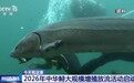 视频丨2026年中华鲟大规模增殖放流活动启动