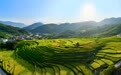 福建罗源：梯田染金迎丰收(4)