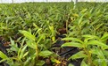从田间到直播间，一株石斛开出新“花样”