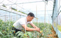 赓续长征精神 奋进复兴征程｜红军桥下忆红军 巴渝山乡物华新(9)