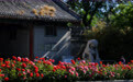 “月季花环”扮靓初夏北京(4)