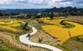 贵州长顺：水稻成熟收割忙(4)