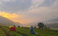 春到茶山采茶忙(2)#