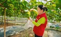 果园一抹志愿红，为受灾果农守住“甜蜜收成”