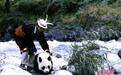 （美丽中国行）走进甘肃陇南：与“国宝”为邻，保护大熊猫为万物“撑伞”