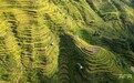 瞰贵州丨大地铺金 梯田如画
