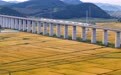 黑土披金，“北大仓”铺展稻田好“丰”景(7)#